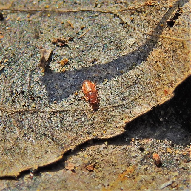 Metopsia similis - pajzsos sutaholyva