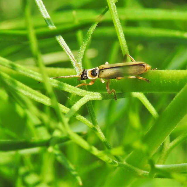 Metacantharis clypeata - tavaszi lágybogár