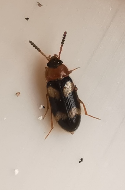 Mycetophagus fulvicollis - sárganyakú gombabogár
