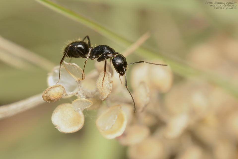 Camponotus aethiops - szőrös lóhangya
