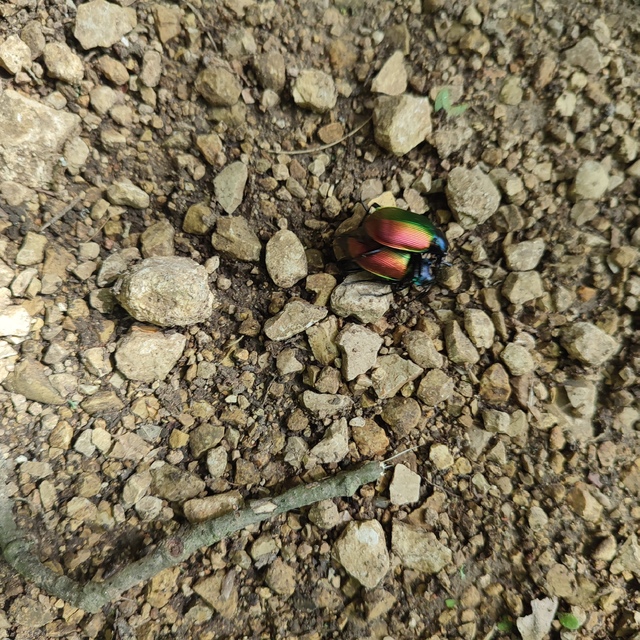 Calosoma sycophanta - aranyos bábrabló