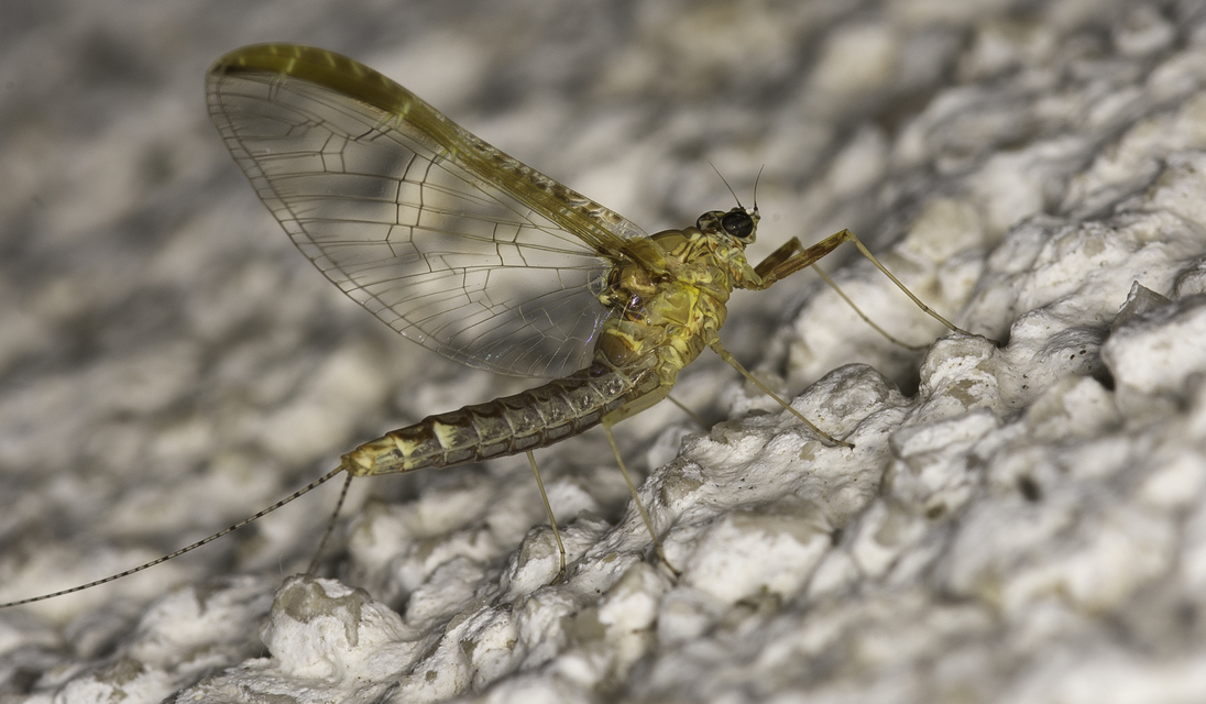 Cloeon dipterum - elevenszülő kérész