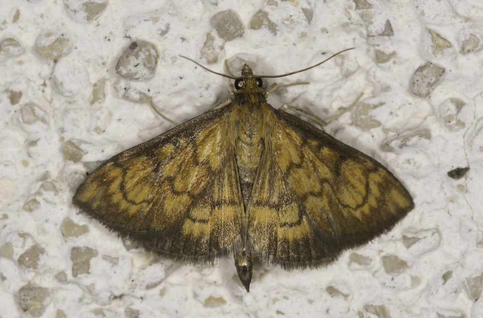 Ecpyrrhorrhoe rubiginalis - rozsdavörös tűzmoly