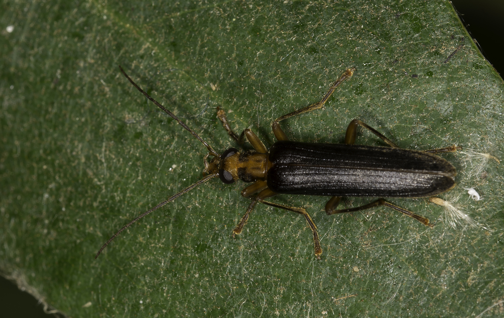 Nacerdes carniolica - karnóliai álcincér