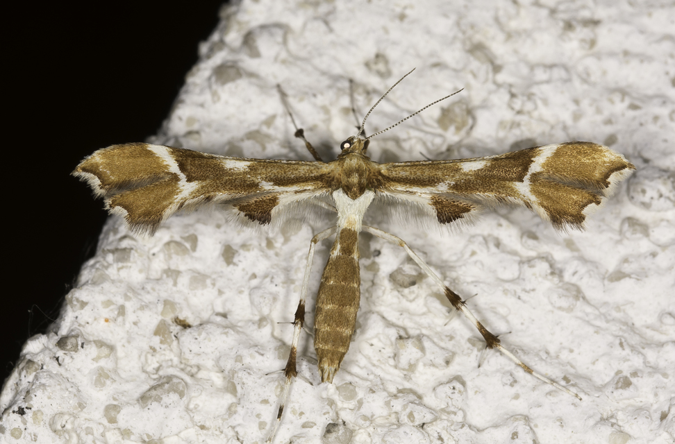Cnaemidophorus rhododactyla - rózsabogyó-tollasmoly Cnaemidophorus rhododactyla - rózsabogyó-tollasmoly
