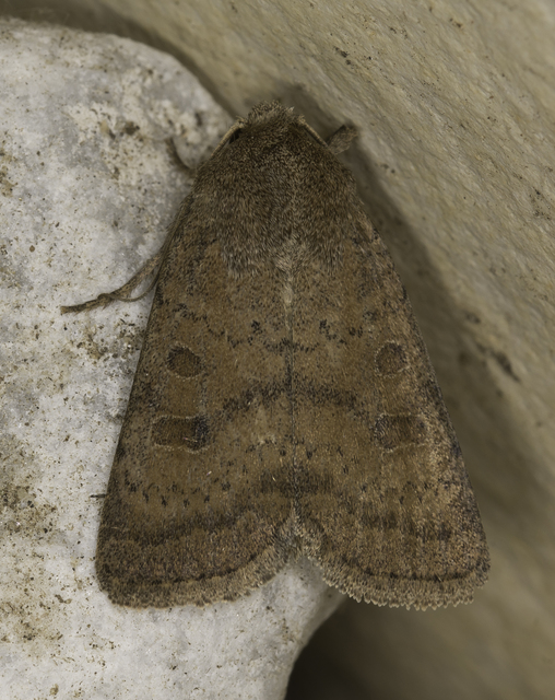 Hoplodrina octogenaria - barna selymesbagoly