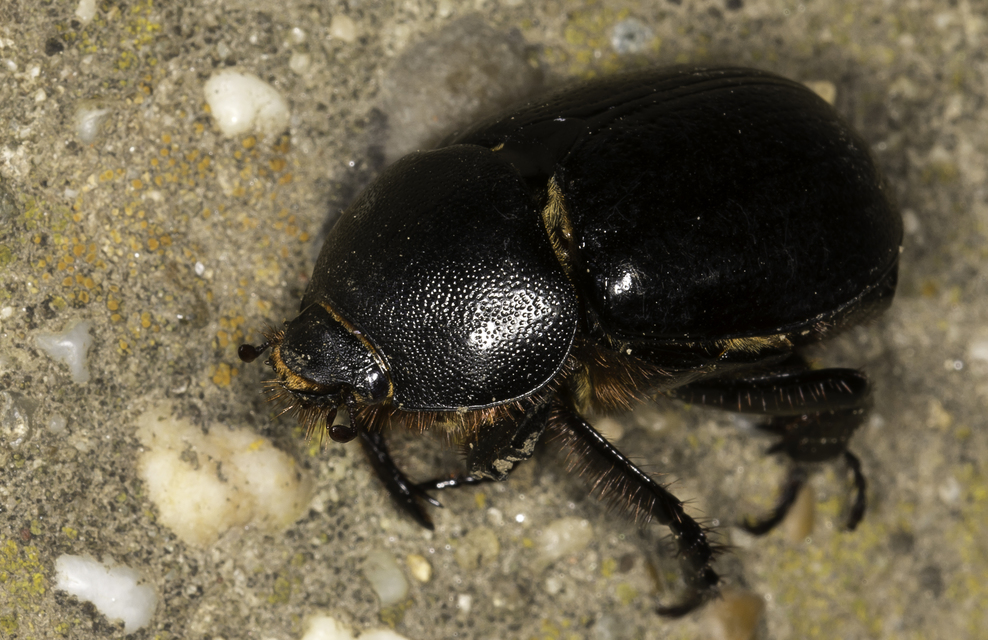 Pentodon idiota - butabogár