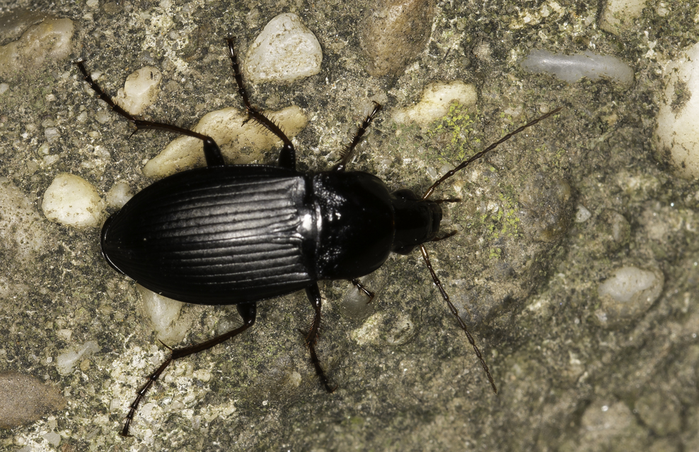 Calathus fuscipes - sokpontos tarfutó
