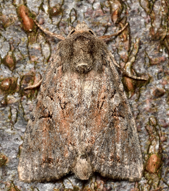 Apterogenum ypsillon - ipszilon-erdeibagoly
