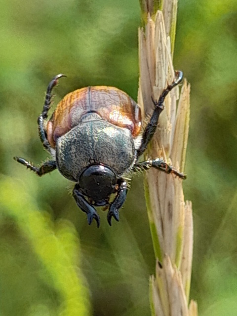 Anisoplia tempestiva - gabonaszipoly