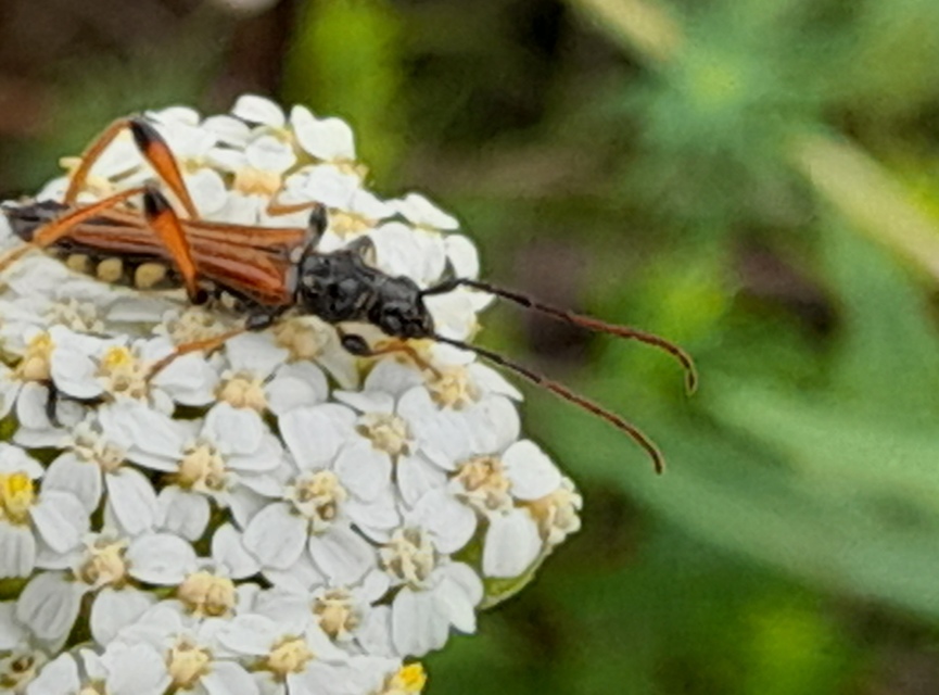 Stenopterus rufus - tarkacsápú keskenyfedőscincér