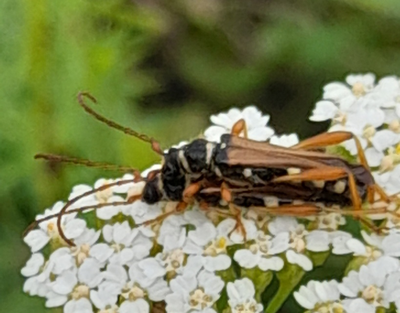 Stenopterus flavicornis - sárgacsápú keskenyfedőscincér
