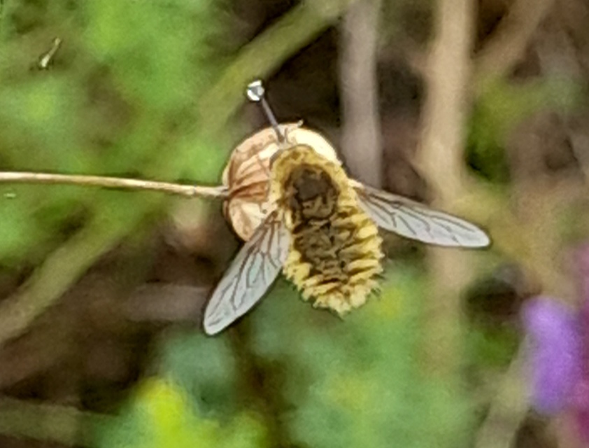 Bombyliidae - pöszörlégyfélék