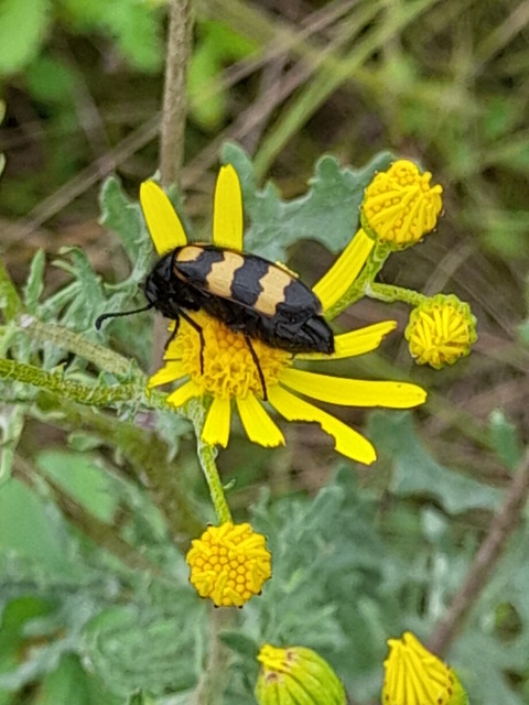 Mylabris variabilis - szalagos hólyaghúzó Mylabris variabilis - szalagos hólyaghúzó