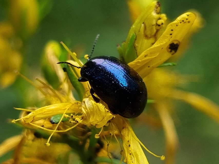 Chrysolina cuprina - pontozott orbáncfűlevelész