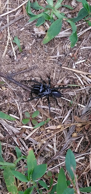 Atypus