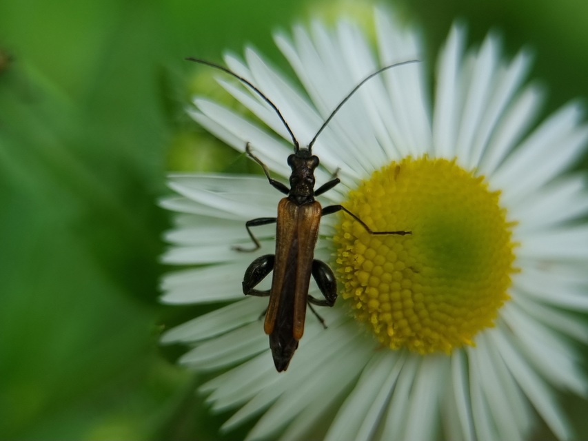 Oedemera femorata - sárgahátú álcincér