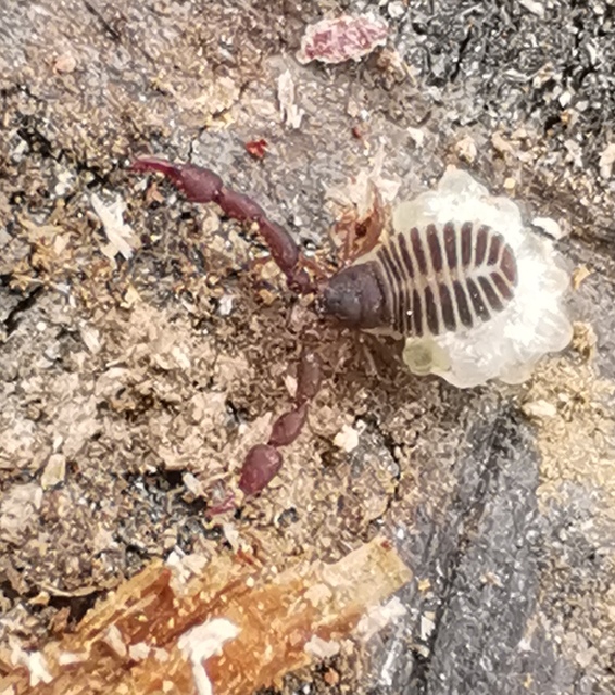 Pseudoscorpionida - Álskorpiók