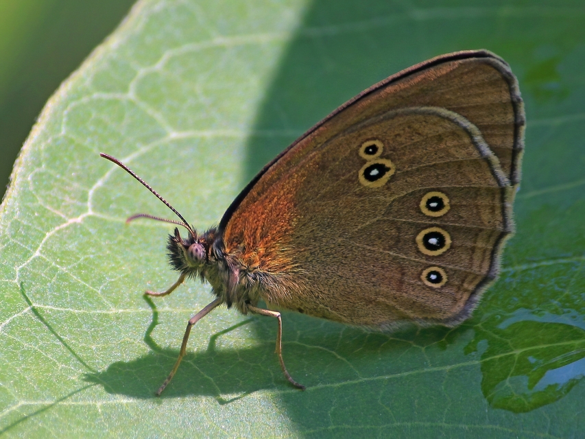 Aphantopus hyperanthus - közönséges ökörszemlepke