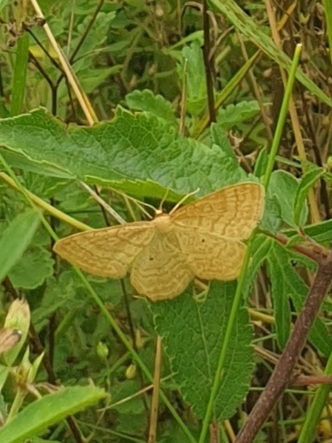 Idaea rufaria - vörhenyes sávosaraszoló