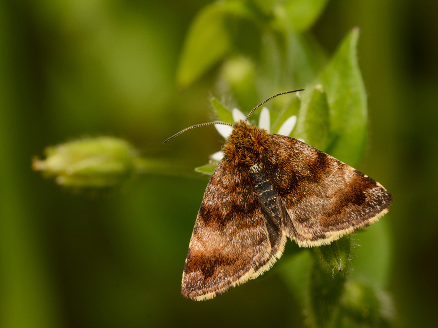 Panemeria tenebrata - apró sárgabagoly