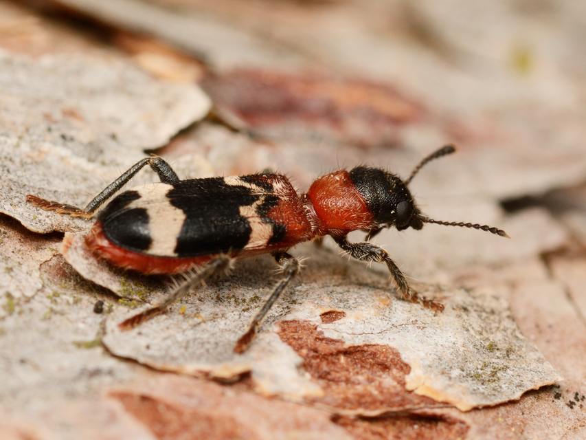 Thanasimus formicarius - vörösnyakú szúfarkas