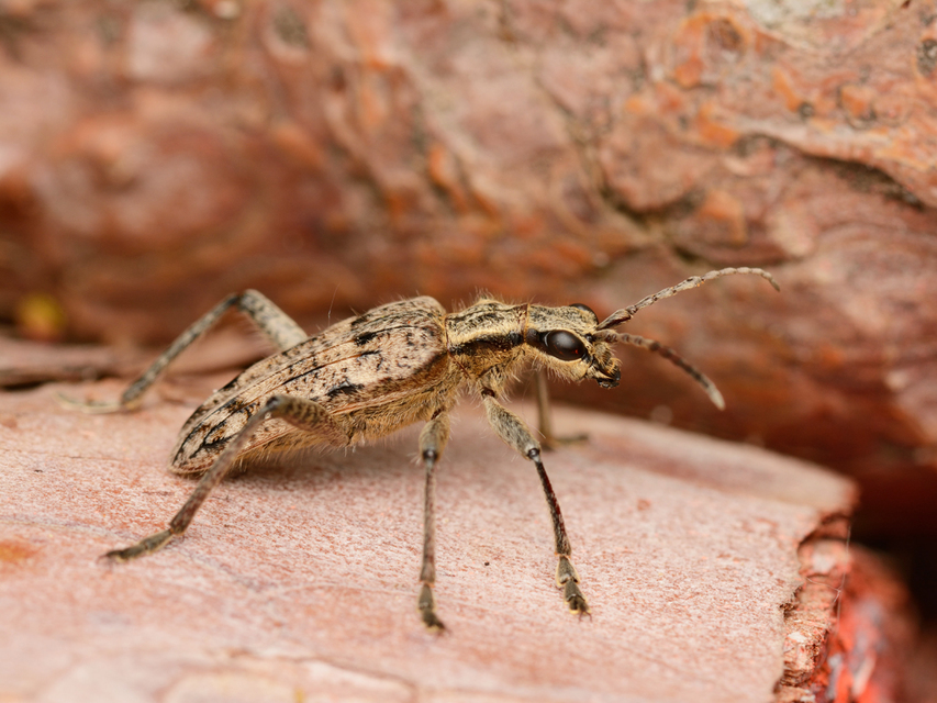 Rhagium inquisitor - fenyves-tövisescincér