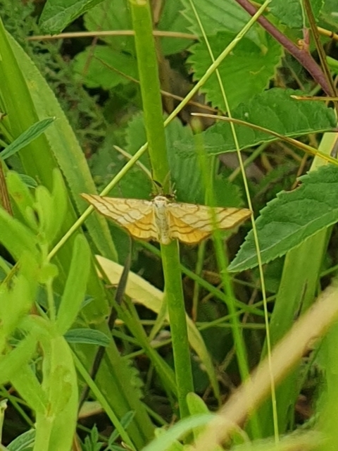 Idaea aureolaria - aranyos sávosaraszoló