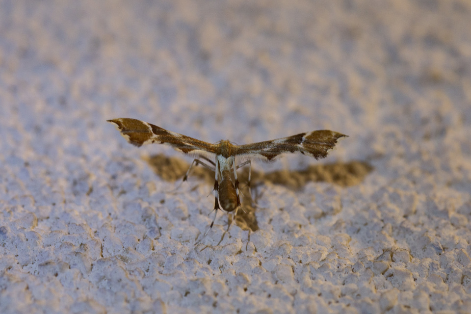 Cnaemidophorus rhododactyla - rózsabogyó-tollasmoly Cnaemidophorus rhododactyla - rózsabogyó-tollasmoly