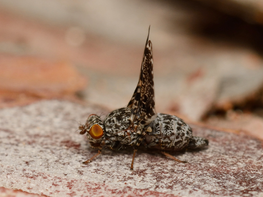 Callopistromyia annulipes - pávalégy