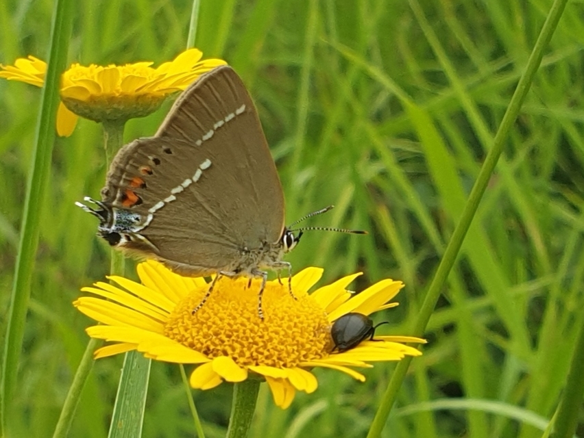 Satyrium spini - kökény-csücsköslepke
