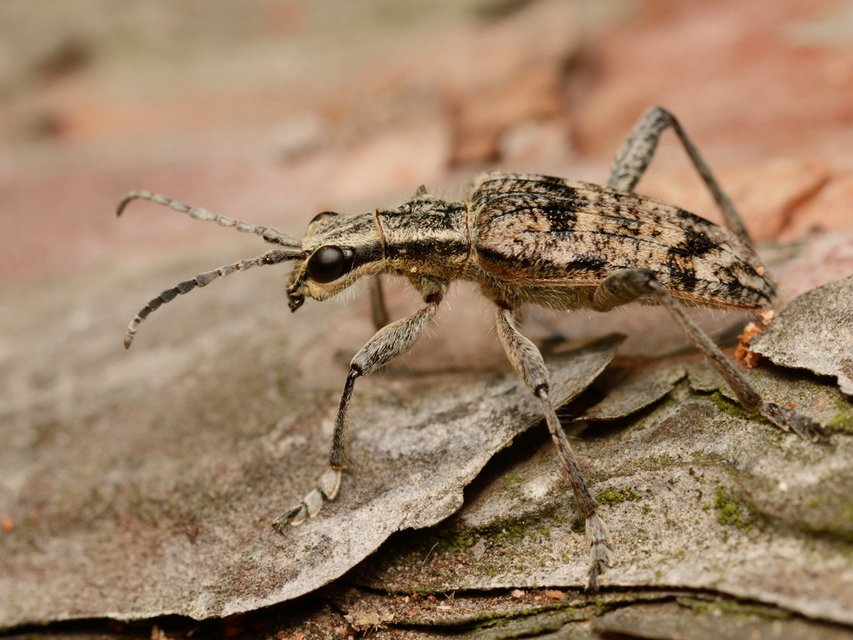 Rhagium inquisitor - fenyves-tövisescincér