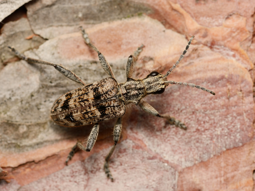 Rhagium inquisitor - fenyves-tövisescincér