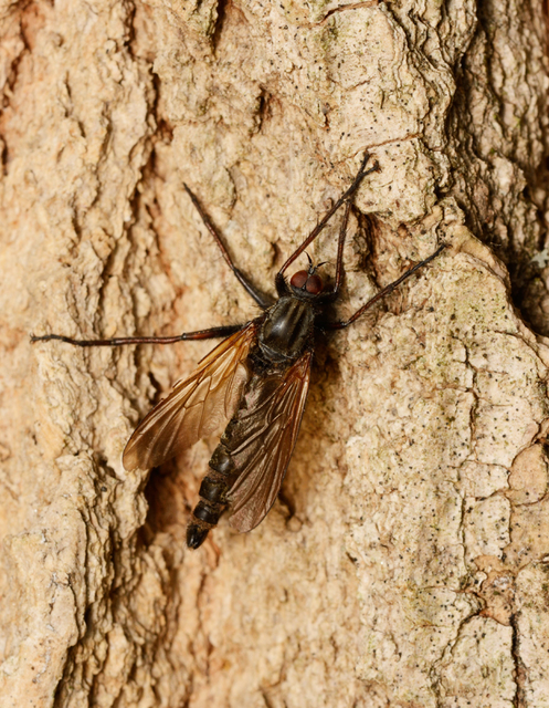 Empididae - táncoslegyek