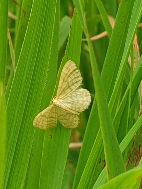 Idaea dilutaria - napvirág-apróaraszoló