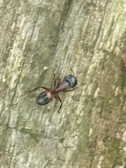 Camponotus ligniperda - faodvasító lóhangya