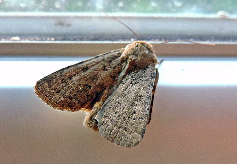 Rhyacia simulans - hamvas földibagoly