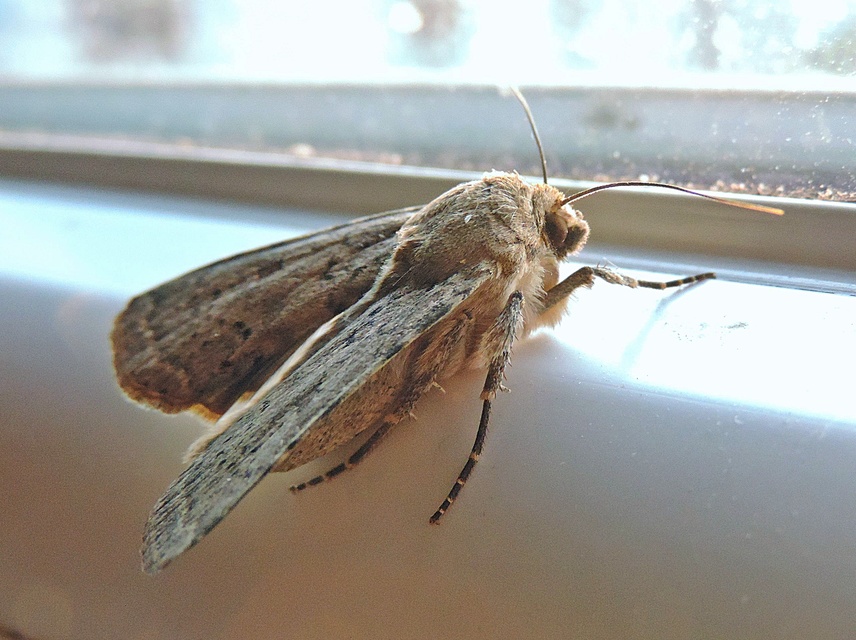 Rhyacia simulans - hamvas földibagoly