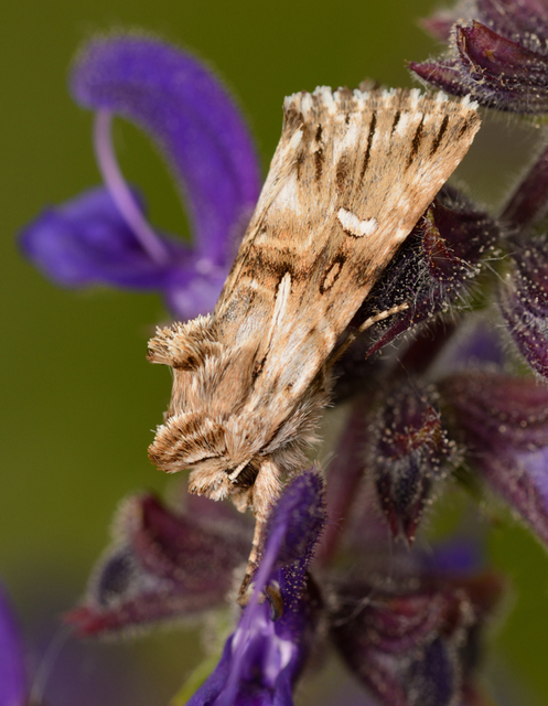 Calophasia lunula - gyújtoványfű-apróbagoly