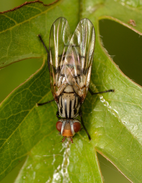 Otites