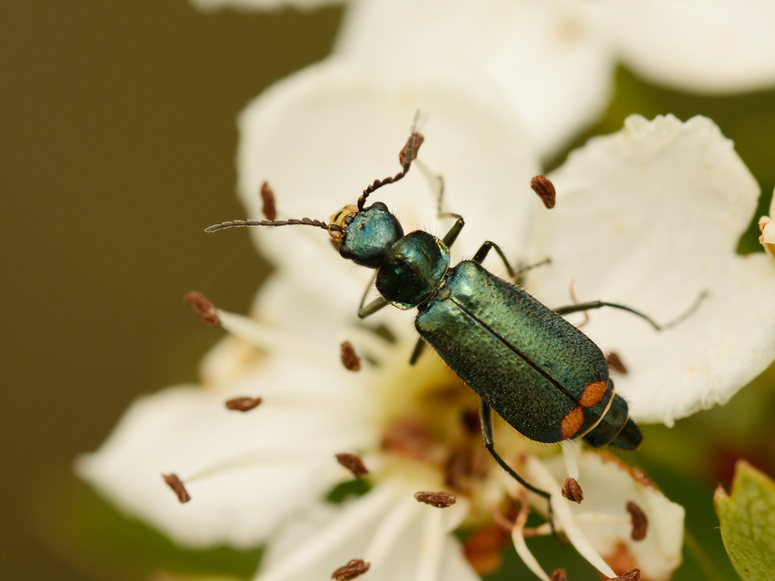 Malachius bipustulatus - kétfoltos bibircsesbogár