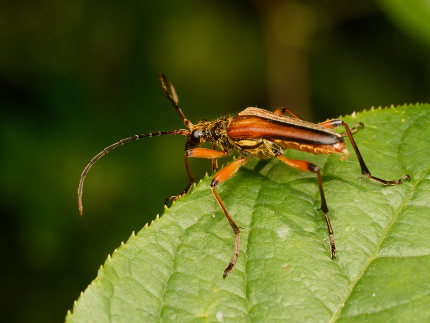 Stenocorus meridianus - fűz-gyökércincér