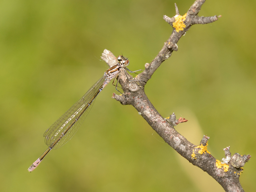Coenagrion pulchellum - karcsú légivadász
