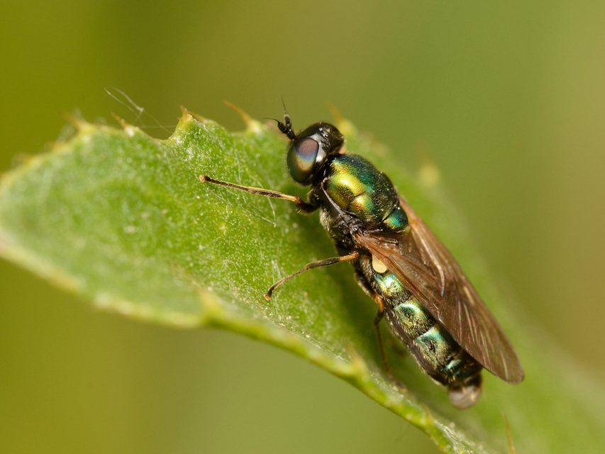 Chloromyia formosa - közönséges fémeslégy