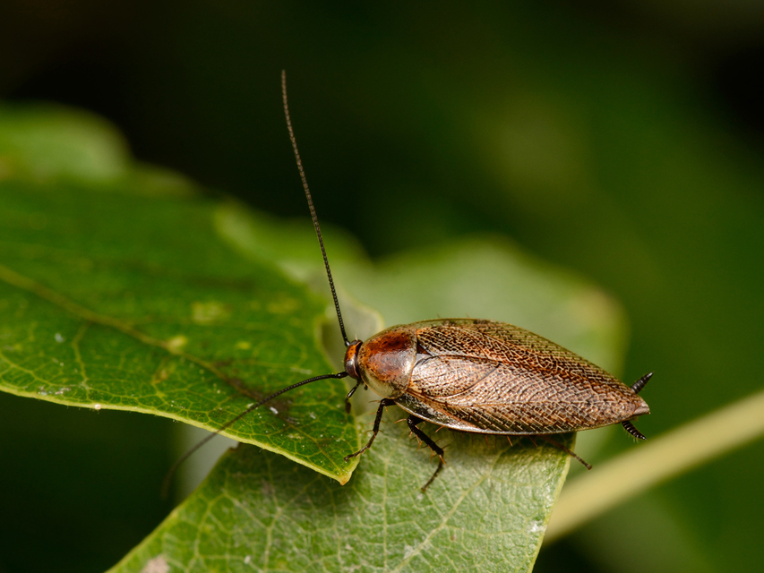 Ectobius erythronotus - sárgatorú erdeicsótány
