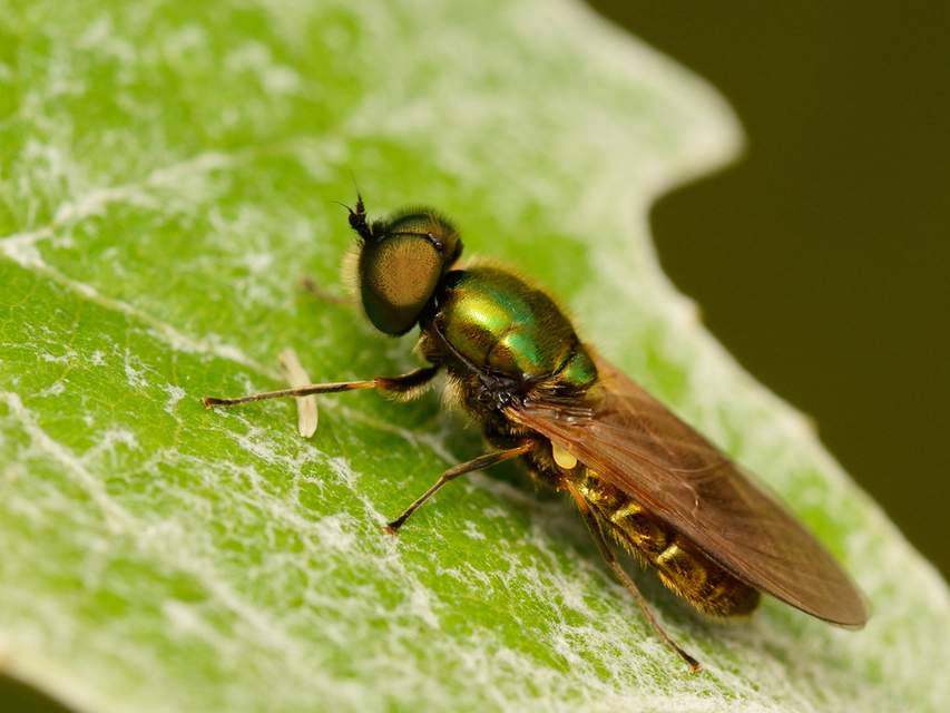 Chloromyia formosa - közönséges fémeslégy