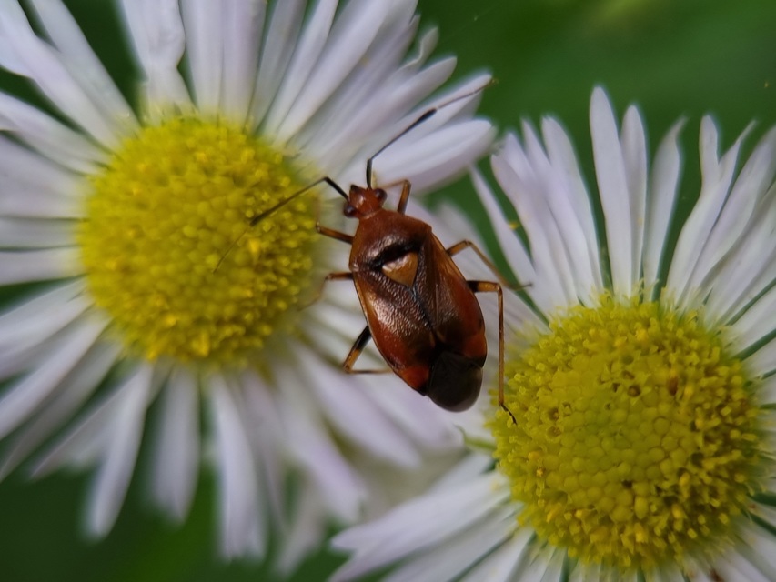 Deraeocoris ruber - vöröses mezeipoloska
