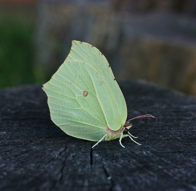 Gonepteryx rhamni - citromlepke