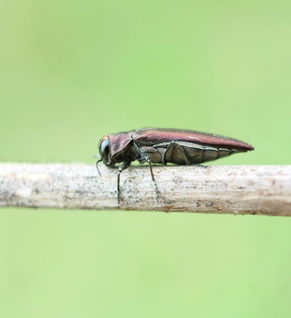 Agrilus sinuatus - galagonya-karcsúdíszbogár