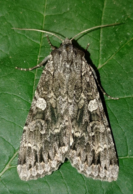 Eurois occulta - óriás hegyibagoly